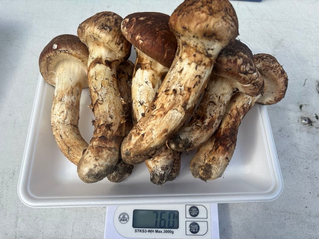 【らん】青森県産松茸　マツタケ　760g