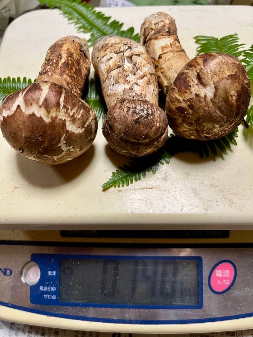 【大阪泉州産】天然松茸 良品☆3本140g国産