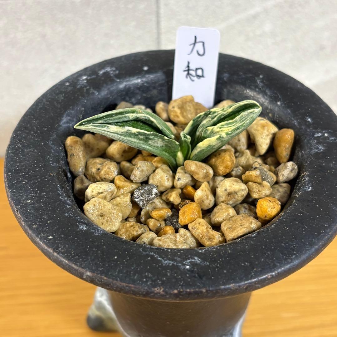 万年青　力和　羅紗系　鉢付き　おもと