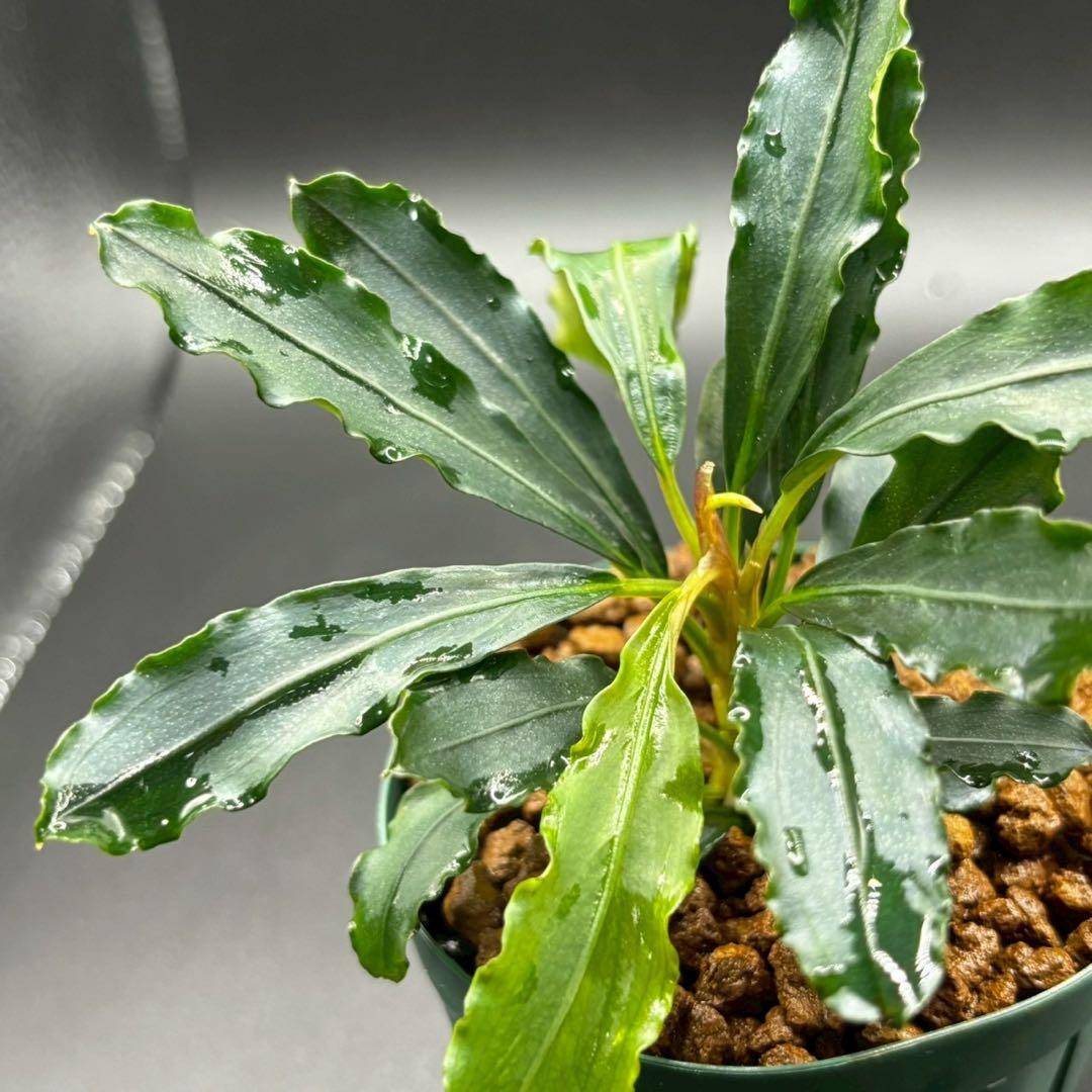 ペ*ン様 ブセファランドラ spathulifolia Balai karang