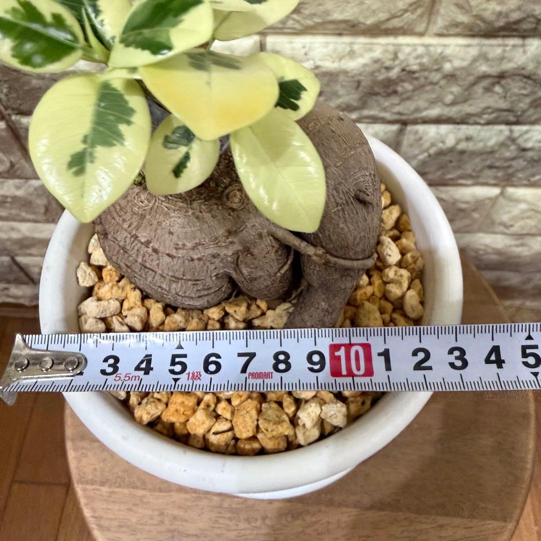 斑入りガジュマル パンダ 丸台木 接木株 活着済 白斑強 5号鉢