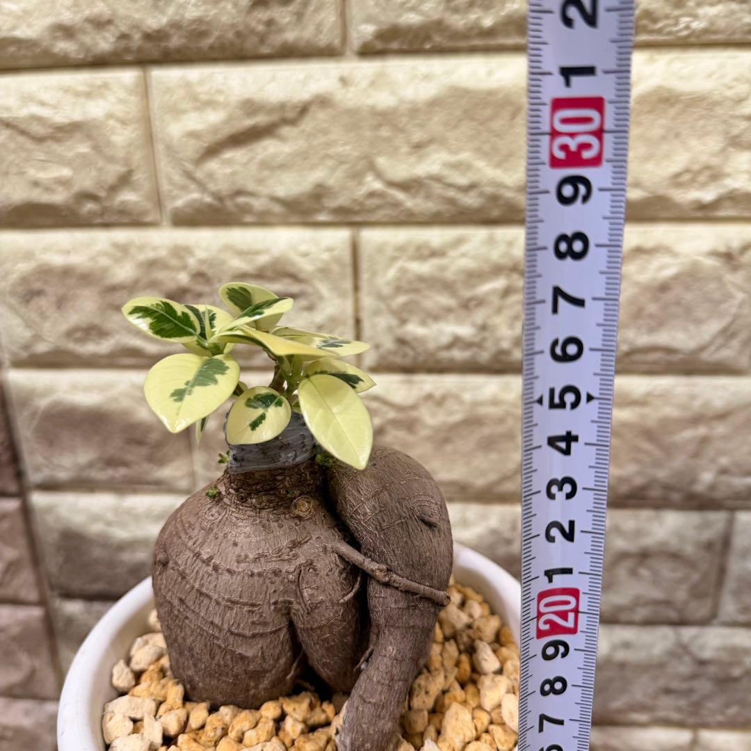 斑入りガジュマル パンダ 丸台木 接木株 活着済 白斑強 5号鉢