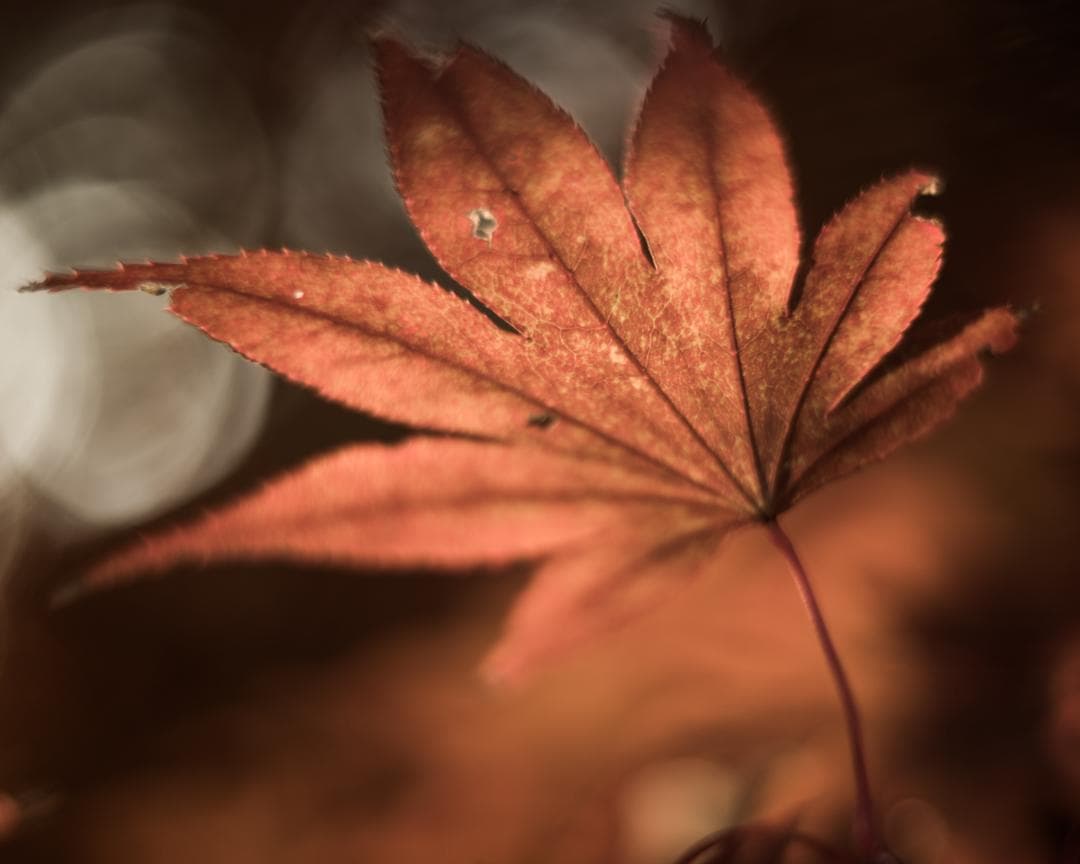 レンズ(単焦点) ALPA KERN-MACRO-SWITAR 1:1,9/50 AR