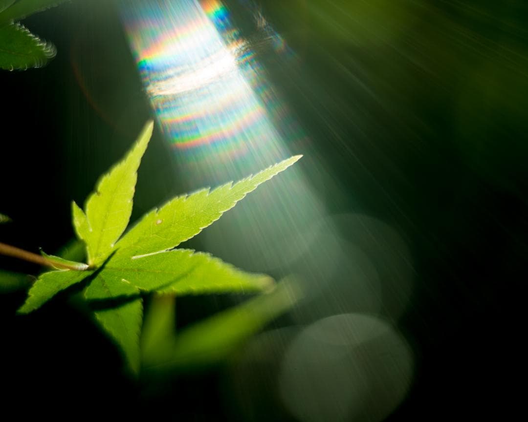 レンズ(単焦点) ALPA KERN-MACRO-SWITAR 1:1,9/50 AR