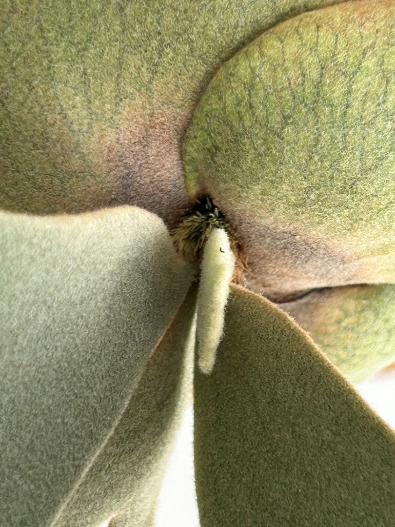 ビカクシダ P. Willinckii Jade Girl sporeling