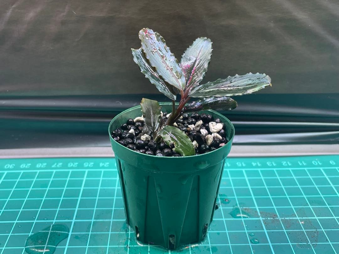 専用ページ+メルカリ便