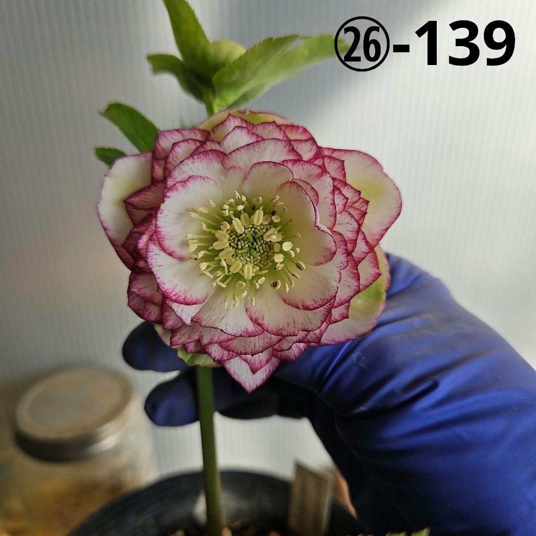 蒼ララ様ご購入苗㉖-139㉖-216クリスマスローズ