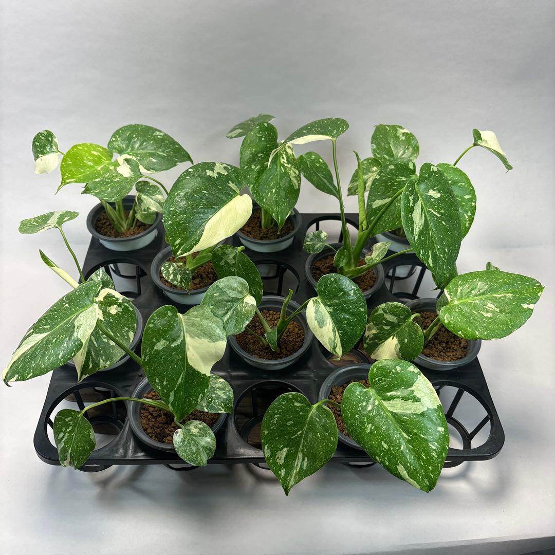 r*8様 10株セットMS134【特別選抜】モンステラ・タイコンステレーション