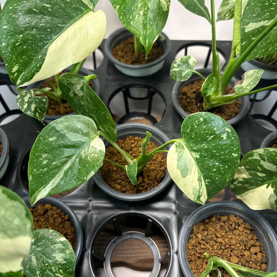 r*8様 10株セットMS134【特別選抜】モンステラ・タイコンステレーション