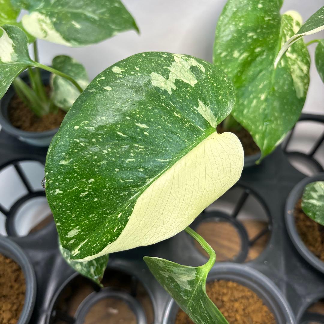 r*8様 10株セットMS134【特別選抜】モンステラ・タイコンステレーション