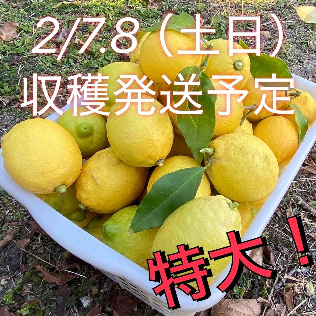 【特大】2/7.8（土日）収穫発送予定　農薬不使用レモン　有機肥料 産地直送