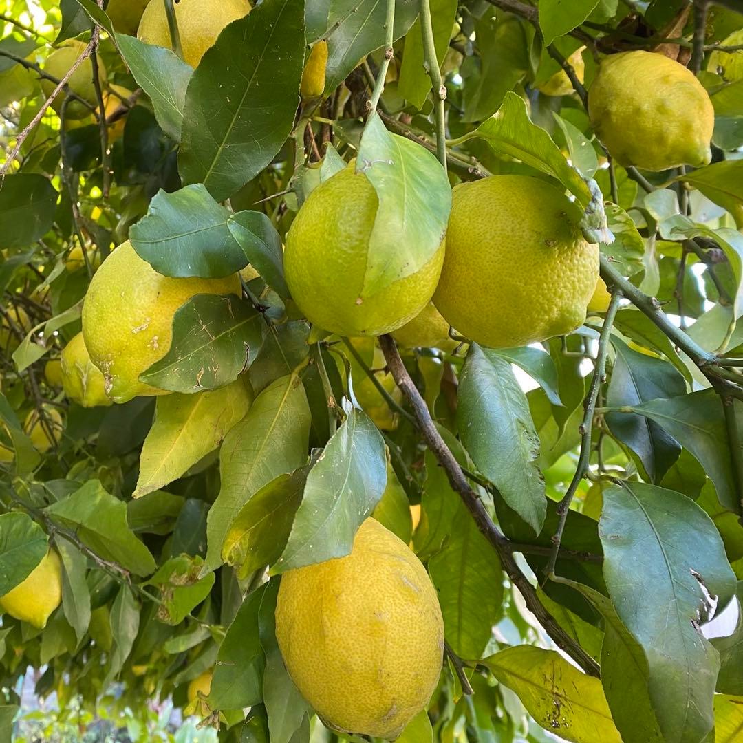 【特大】2/7.8（土日）収穫発送予定　農薬不使用レモン　有機肥料 産地直送