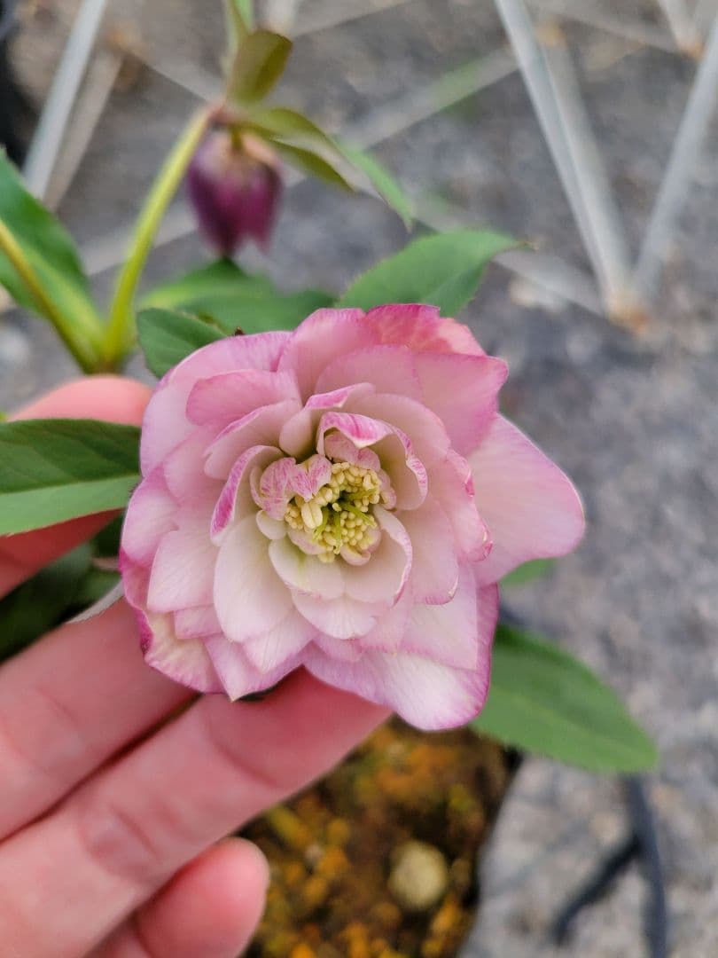 横山園芸　クリスマスローズ　小輪　ピンクダブル