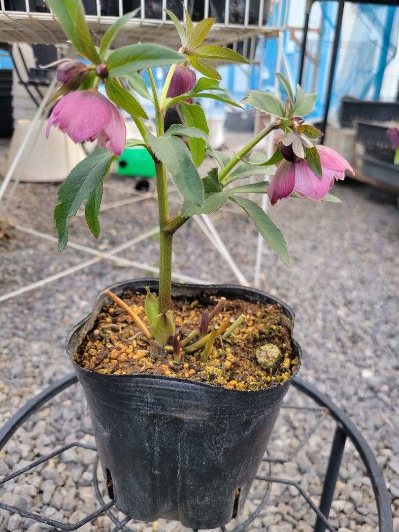 横山園芸　クリスマスローズ　小輪　ピンクダブル