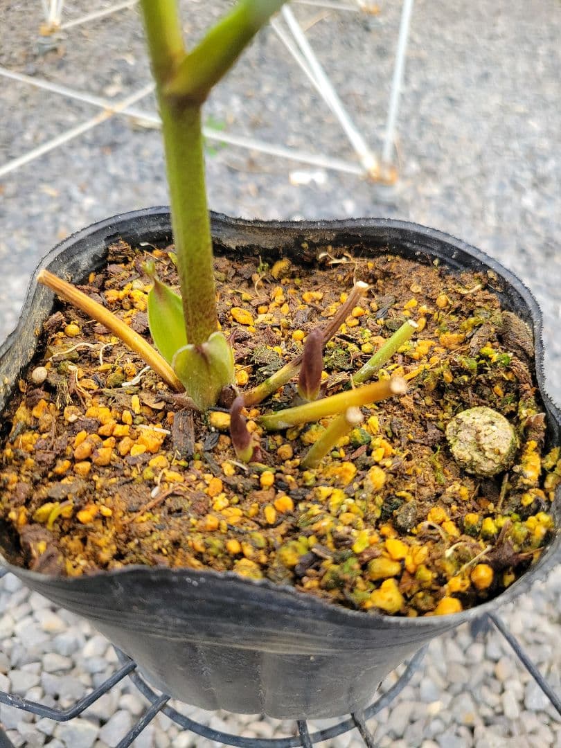 横山園芸　クリスマスローズ　小輪　ピンクダブル