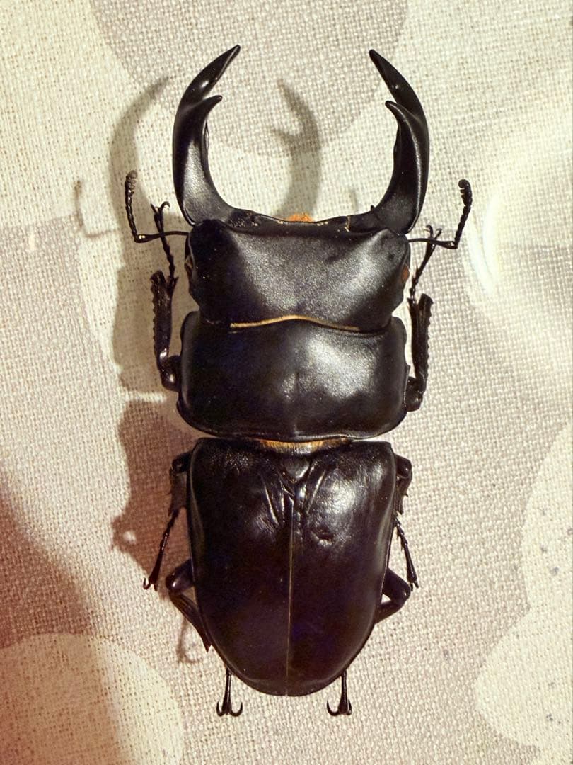 【野外品】オオクワガタWD特大/佐賀県採集