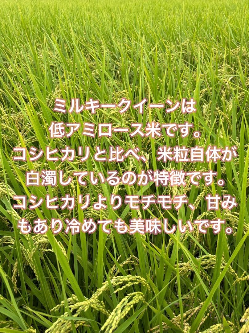 令和7年産新米ミルキークイーン玄米30kg（白米27キロ）埼玉北川辺産特別栽培米
