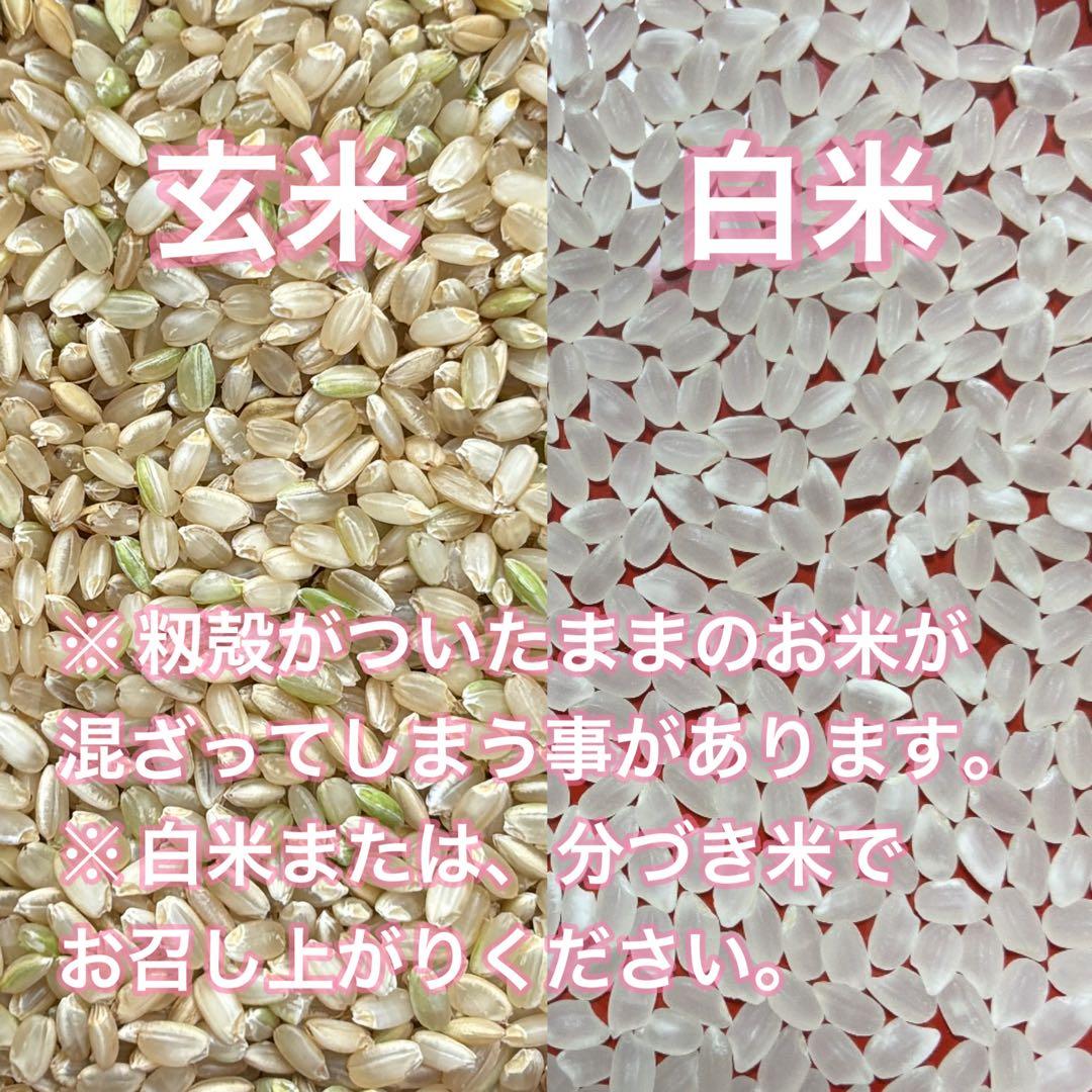 令和7年産新米ミルキークイーン玄米30kg（白米27キロ）埼玉北川辺産特別栽培米