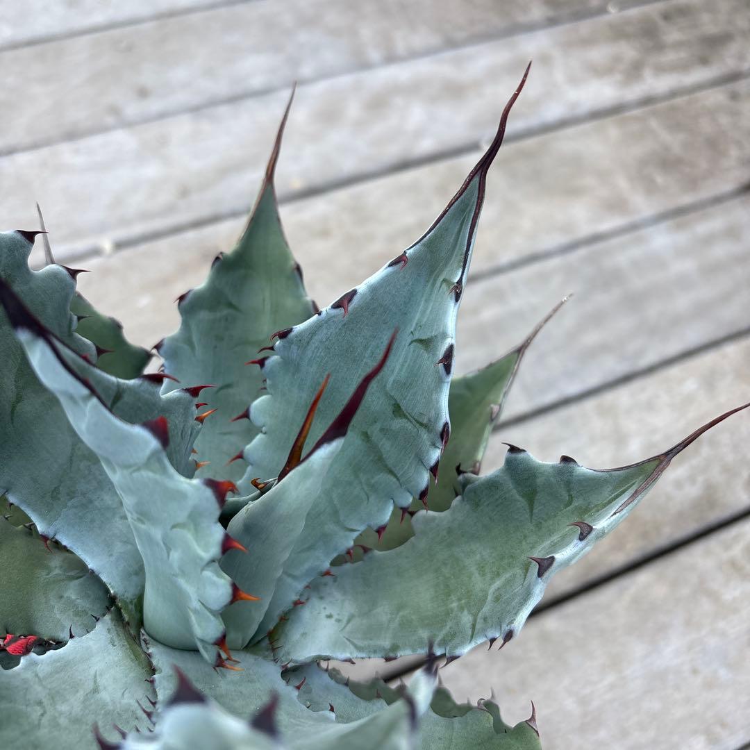 アガベ コロラータ　陽炎