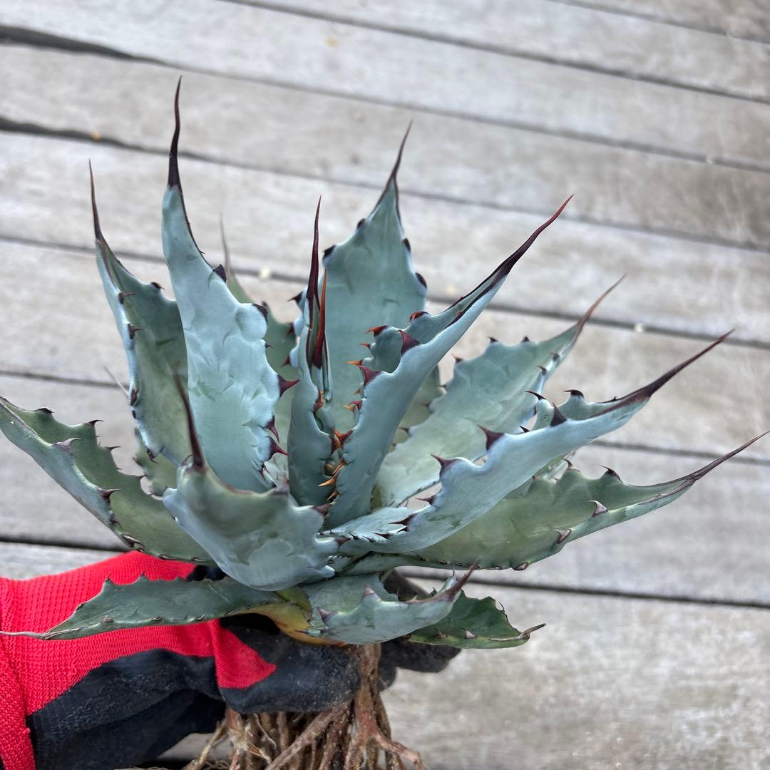 アガベ コロラータ　陽炎