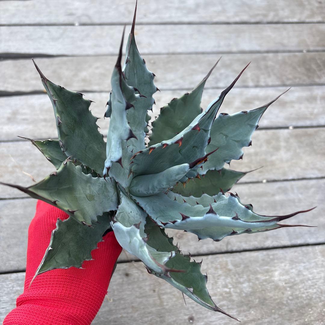 アガベ コロラータ　陽炎