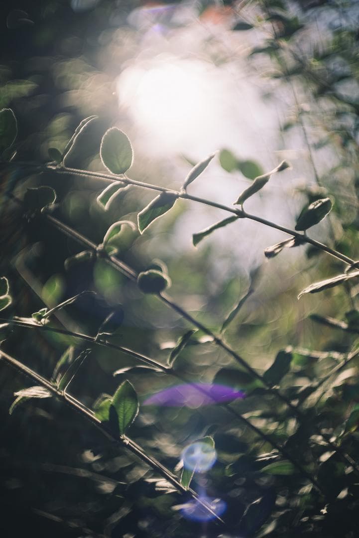 山崎磨き！Leica Summarit 50mm f1.5 オールドレンズ