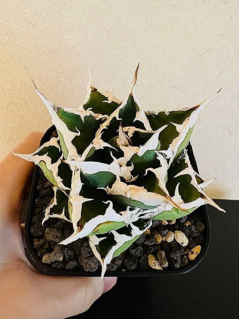 【コレクションOC株】アガベ　チタノタ　狼人