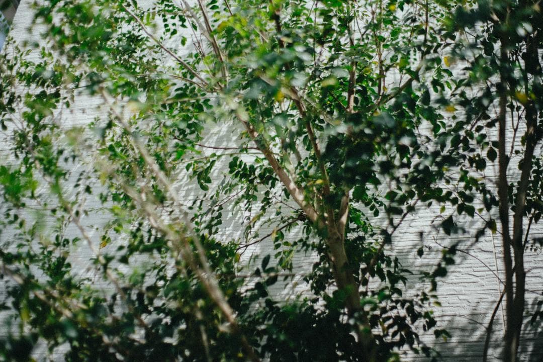 美品｜Contax Carl Zeiss Planar T* 50mm F1.4