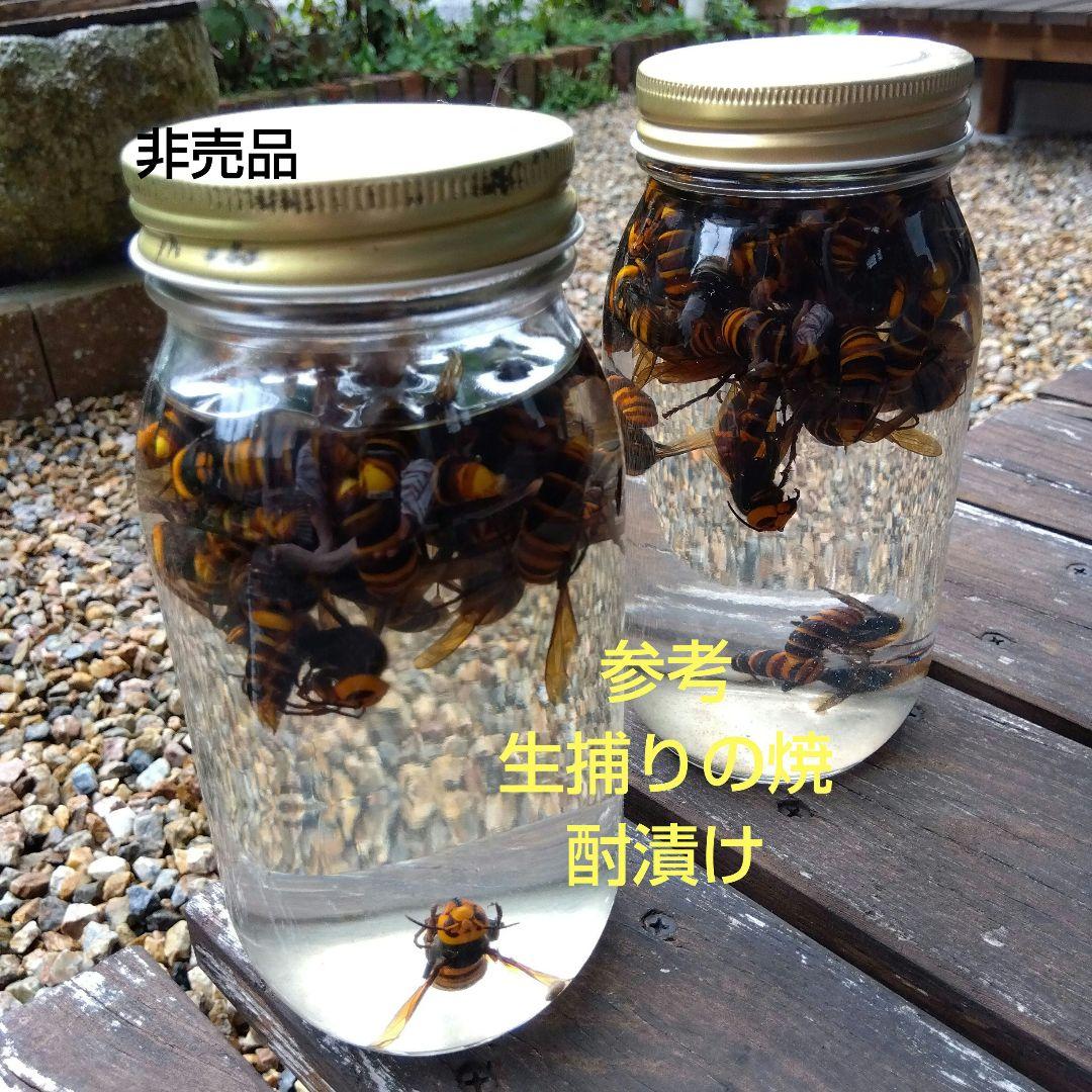 スズメバチ捕獲器 ３個まとめ売り 別名 スズメバチトラップ 生捕り器