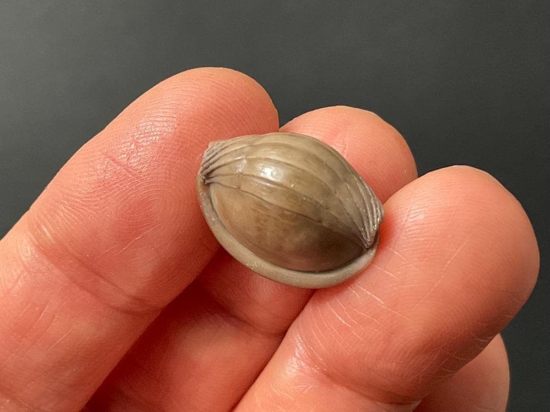 ニレウス アルマジロ [TB70] 三葉虫 化石