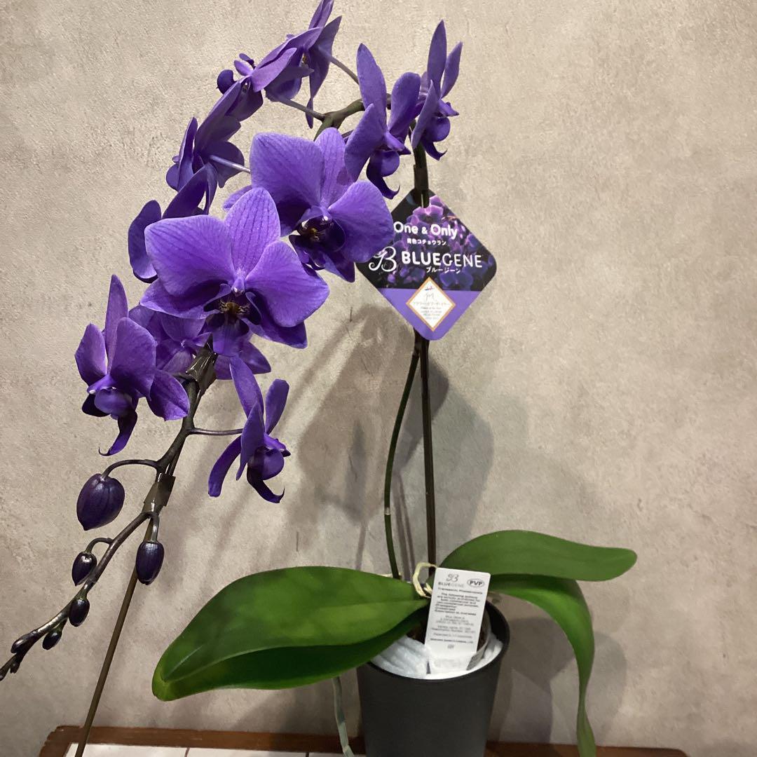 入荷少なめです❗️超希少❗️胡蝶蘭❤️ブルージーン　1本立