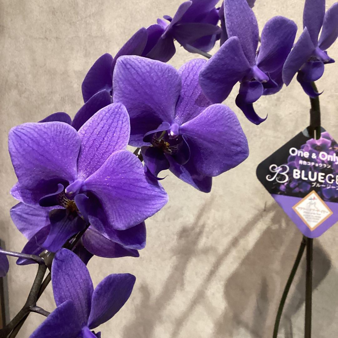 入荷少なめです❗️超希少❗️胡蝶蘭❤️ブルージーン　1本立