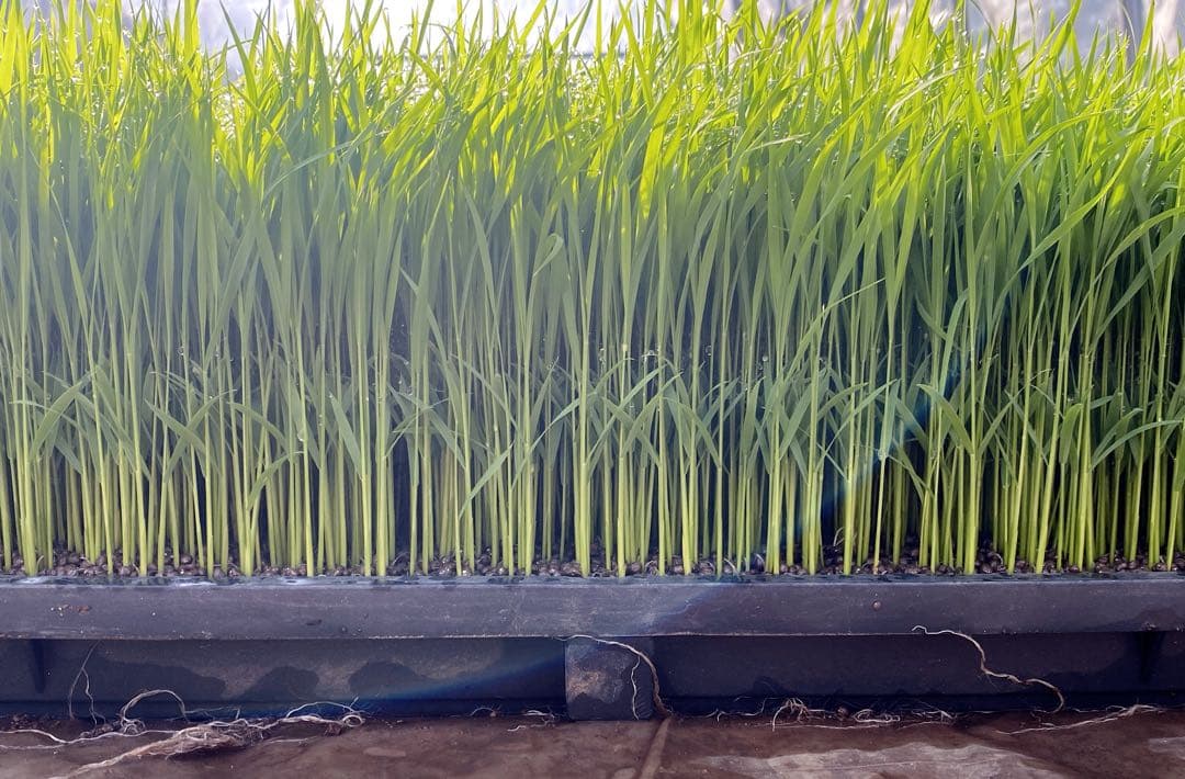 熊本県産　くまさんの輝き　令和7年産　玄米　30キロ　送料込　お米　農家直送