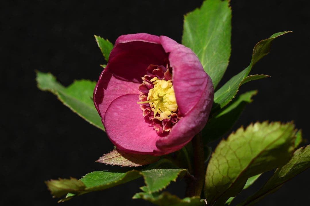 クリスマスローズ　sd小輪レッドソフトカップ咲き　加藤農園