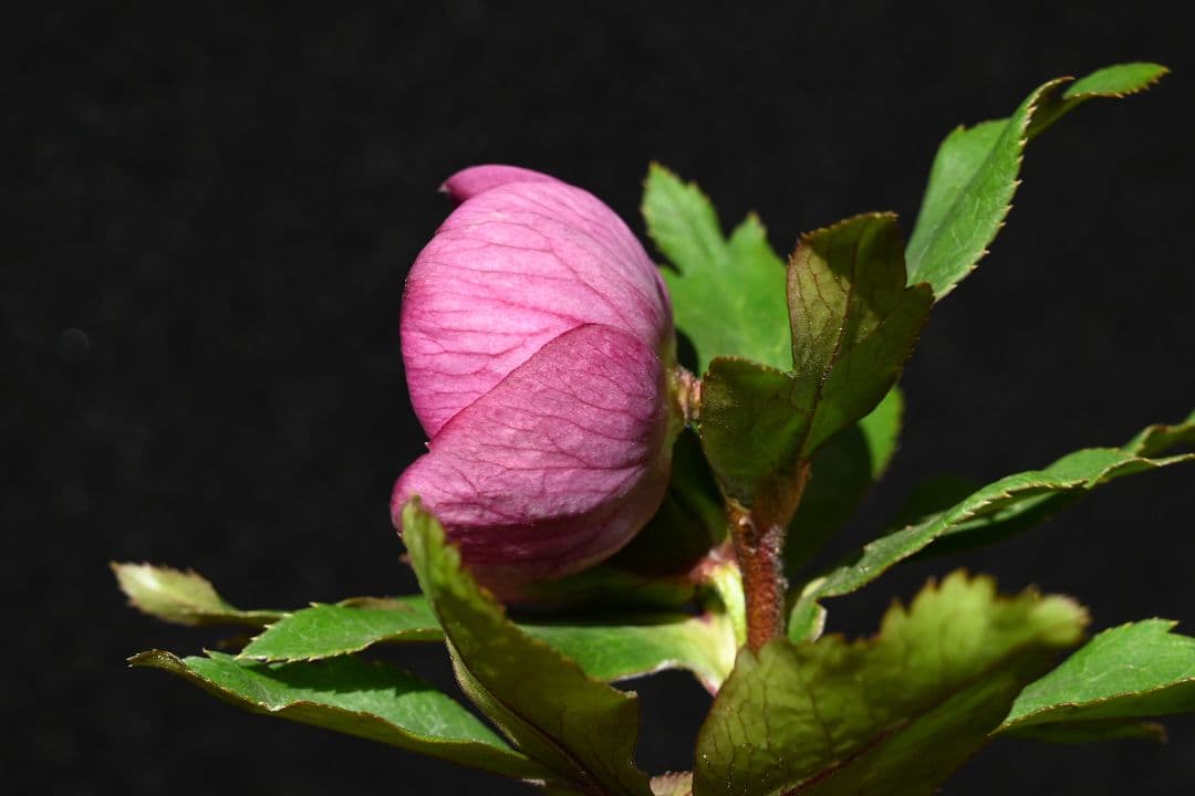 クリスマスローズ　sd小輪レッドソフトカップ咲き　加藤農園