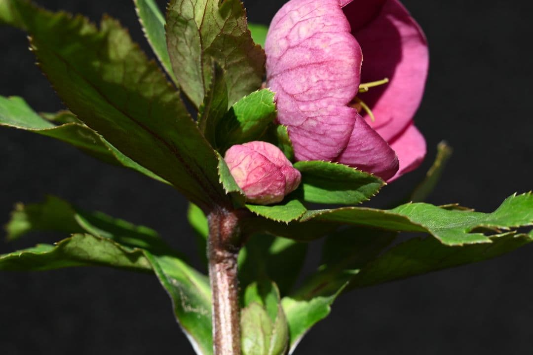 クリスマスローズ　sd小輪レッドソフトカップ咲き　加藤農園