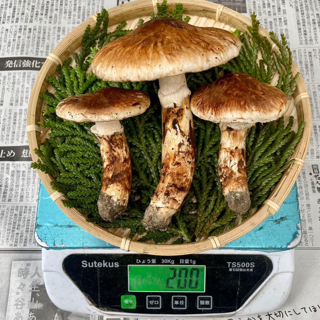 天然きのこ 松茸 国産 良品‼️ マツタケ まつたけ 森の凛さん採取 その132