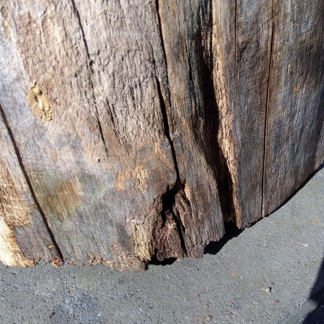 天然木製(桐材)円筒形採集道具 桐 丸洞 みつばち捕獲兼用飼育箱