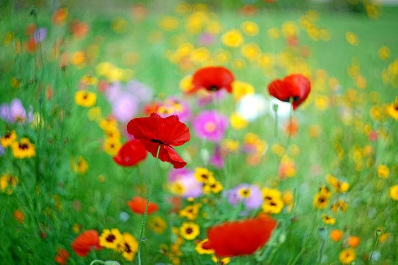 33【限定品】Art Photo Group 限定　未使用品　ヘリオス44-2