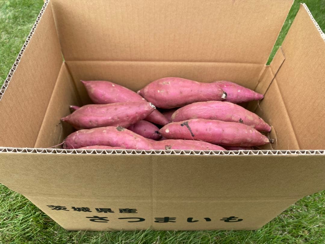 茨城県産紅はるかLサイズ100キロ　ご予約品