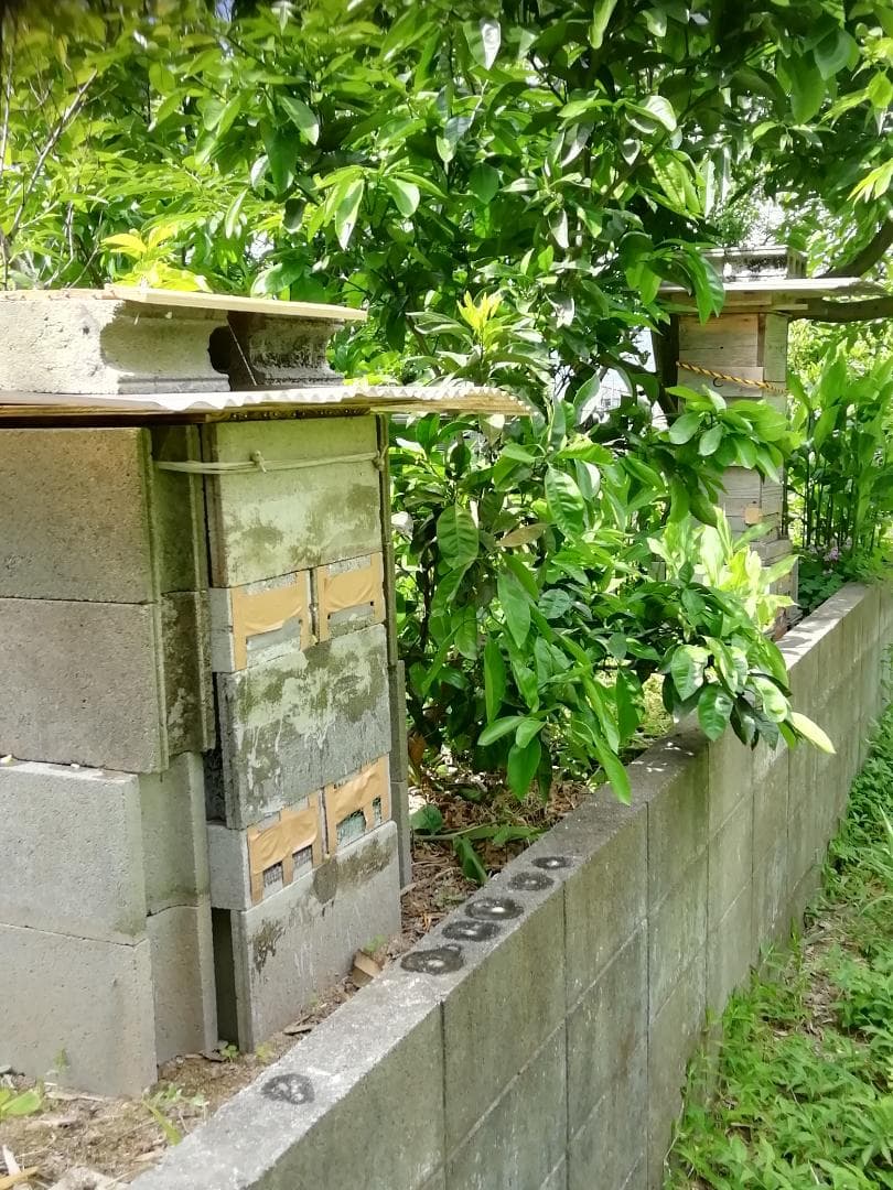 ❤ ❤稀少品《幻の天然完熟百花蜜》『日本みつばち春蜜の2瓶』