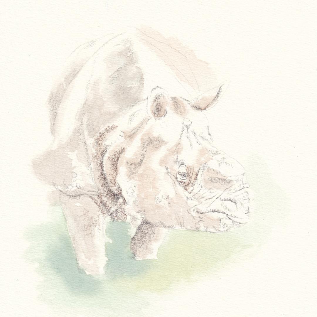 ブロッコリー様 ご依頼作品 インドサイの絵