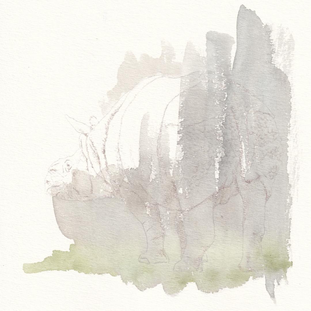 ブロッコリー様 ご依頼作品 インドサイの絵