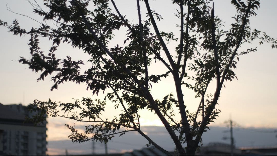 レンズ(単焦点) Carl zeiss Jena DDR Flektogon 35mm 2.8