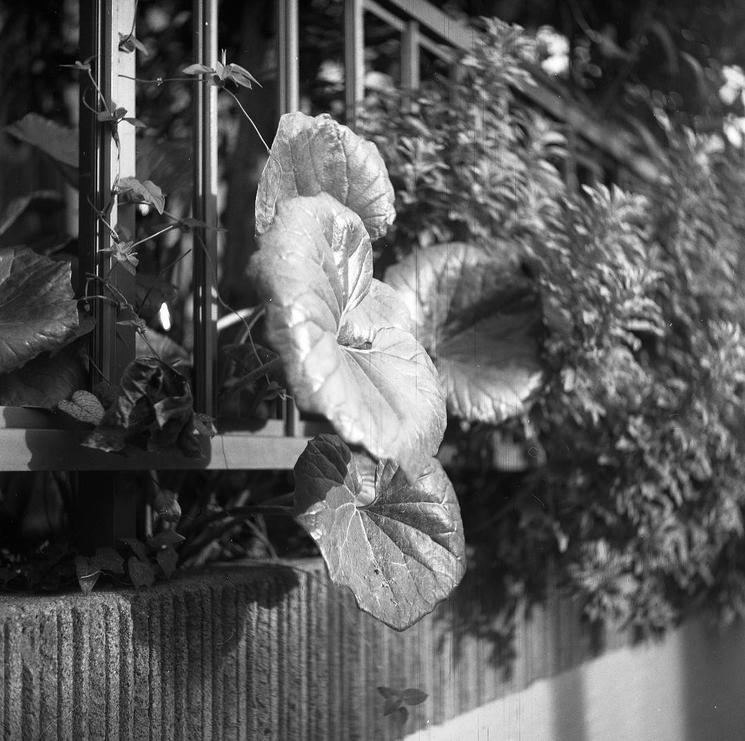 ＜作例あり＞YASHICAFLEX　二眼レフ