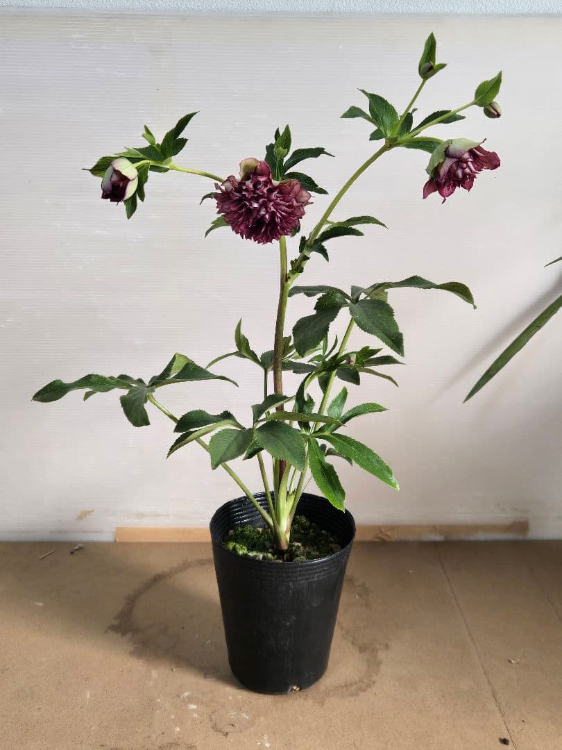 ☆クリスマスローズ☆多弁　変わり咲き☆5号鉢☆