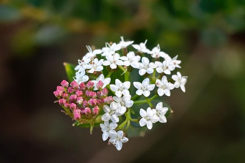 83 　新品未使用　ぐるぐるボケレンズ　ヘリオス　44M-4　M42アダプター付