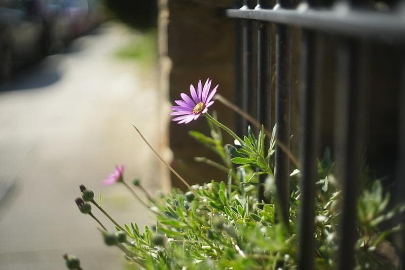 39　新品同様　希少ヘリオス　77M-4　ぐるぐるボケレンズ　　M42