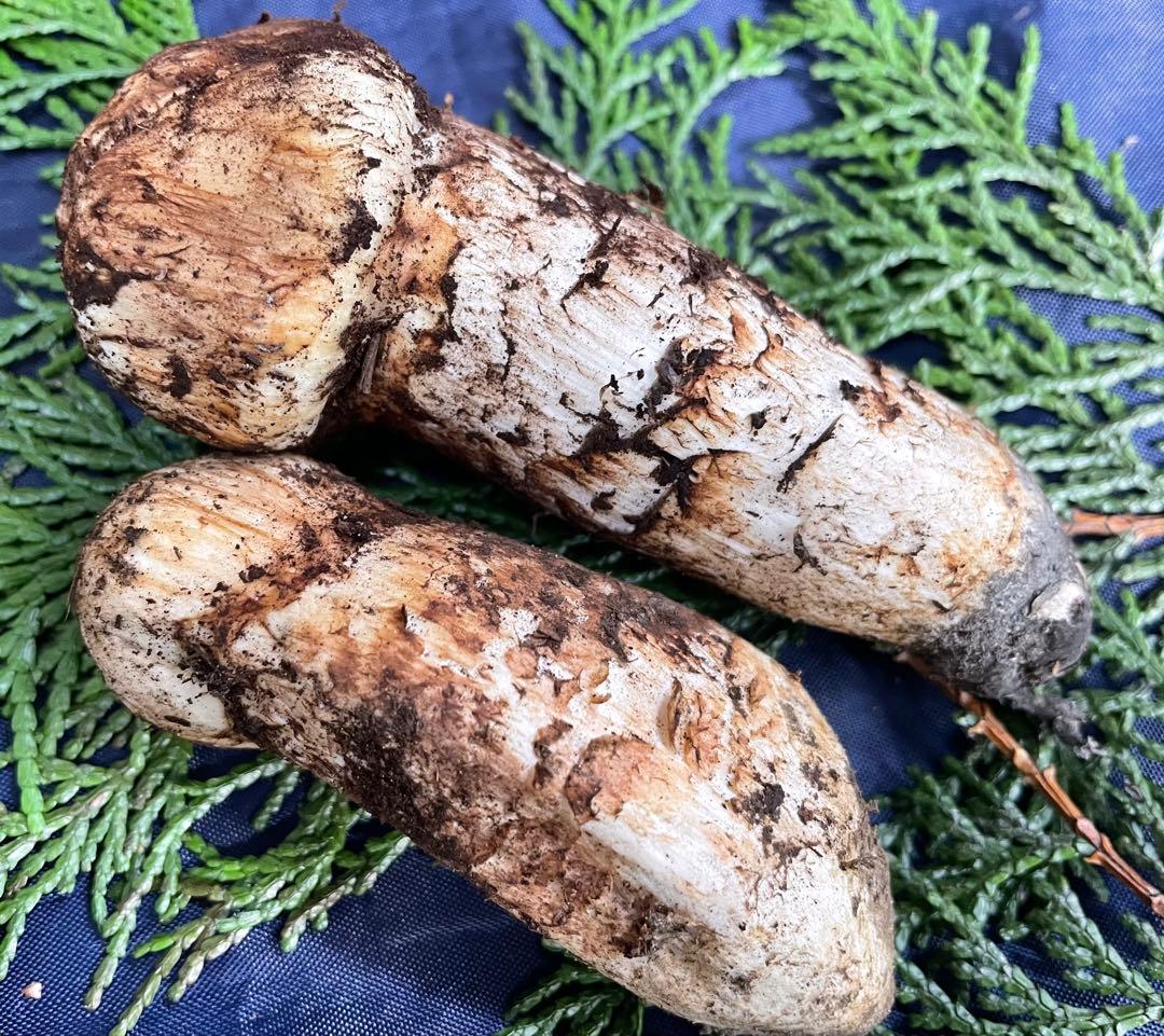 【国産】 松茸2本 長野県産 合計101g