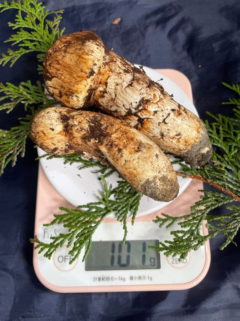 【国産】 松茸2本 長野県産 合計101g